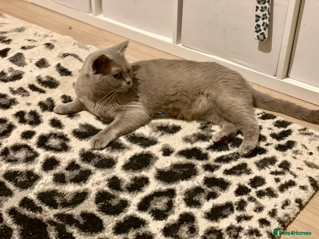 British Shorthair cats for sale: British Shorthair Boy - Image 7
