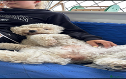 Cockapoo dogs for sale: Stunning cockapoo puppies - Image 16