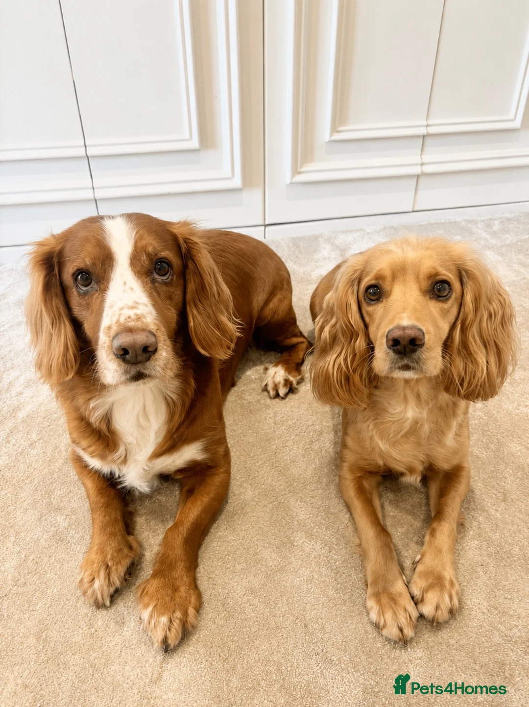 Cocker Spaniel dogs for sale: Kc registered cocker spaniel puppies  - Advert 6