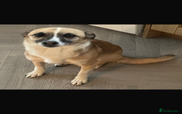 Mixed Breed dogs for sale: Hope & Mya  - Image 4