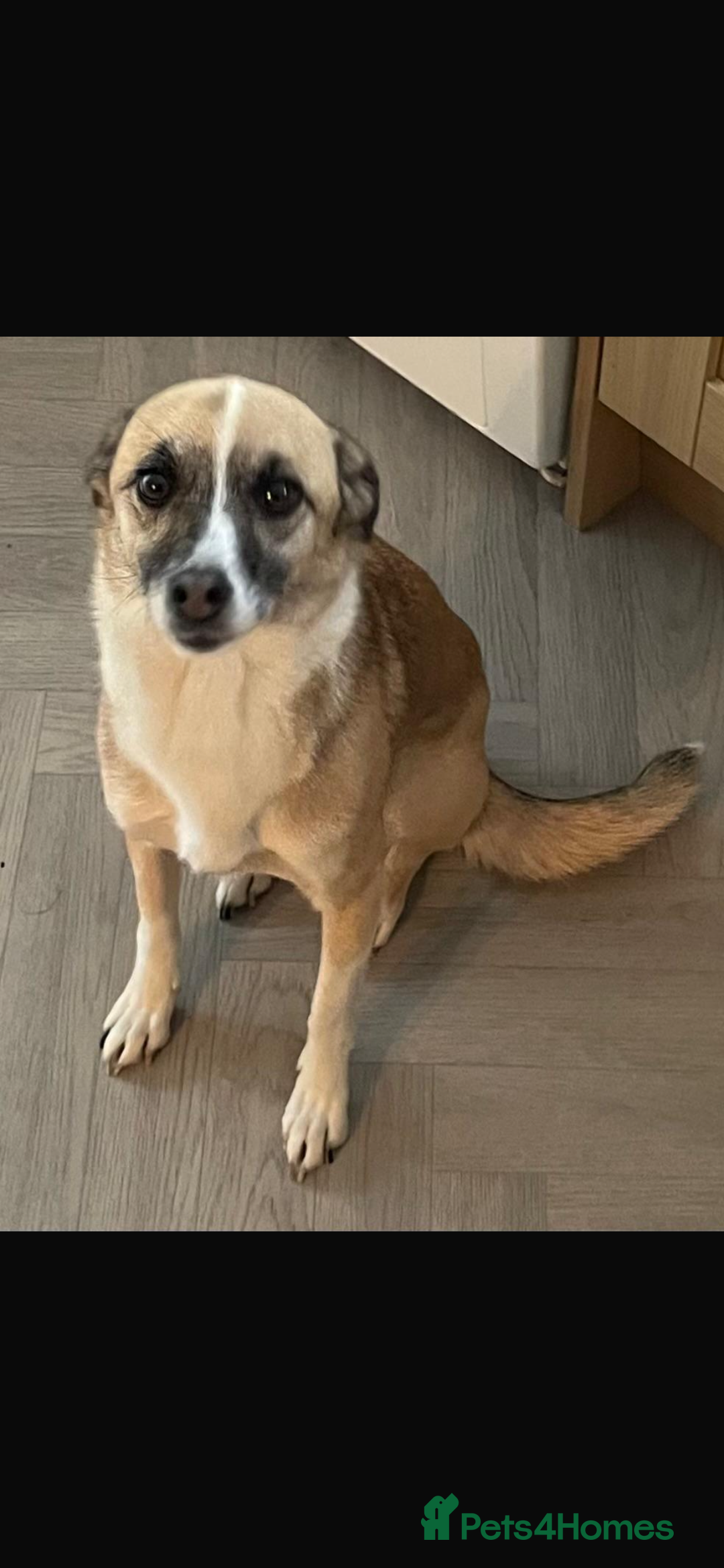 Mixed Breed dogs for sale: Hope & Mya  - Image 4