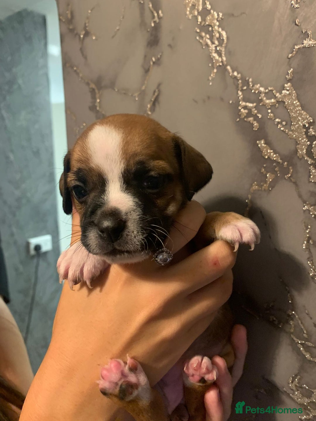 Jug dogs for sale: Beautiful litter of jack russle x jug - Image 9