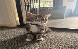 Domestic Shorthair cats for sale: Mixed breed kitten  - Image 3