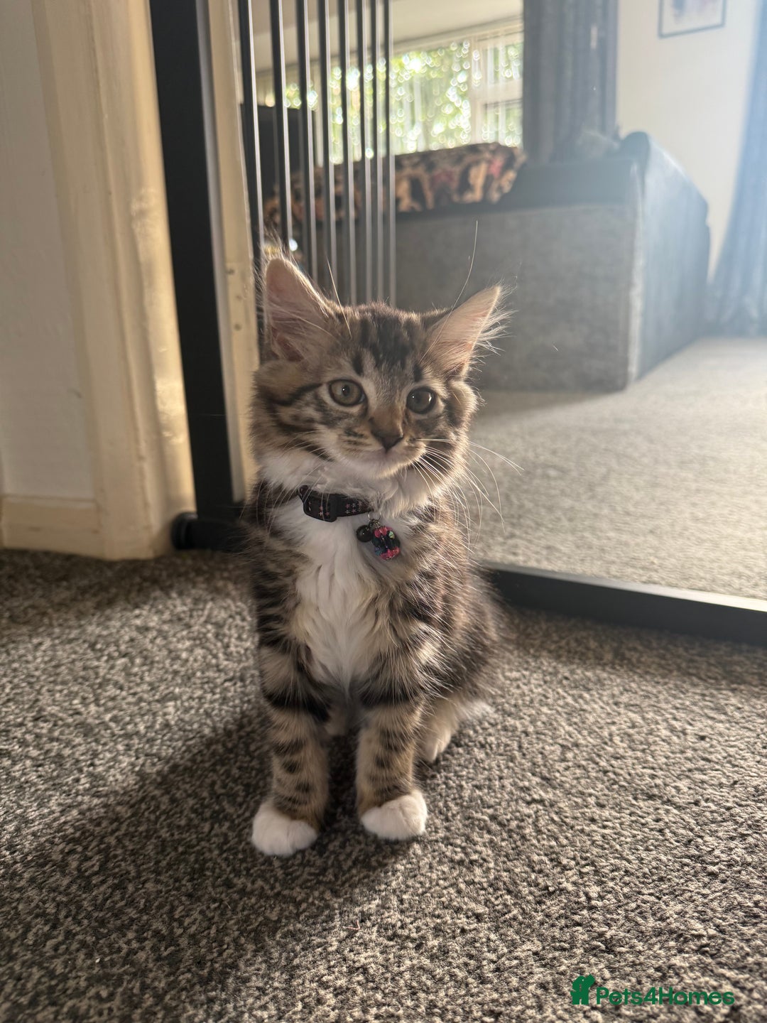 Domestic Shorthair cats for sale: Mixed breed kitten  - Image 3
