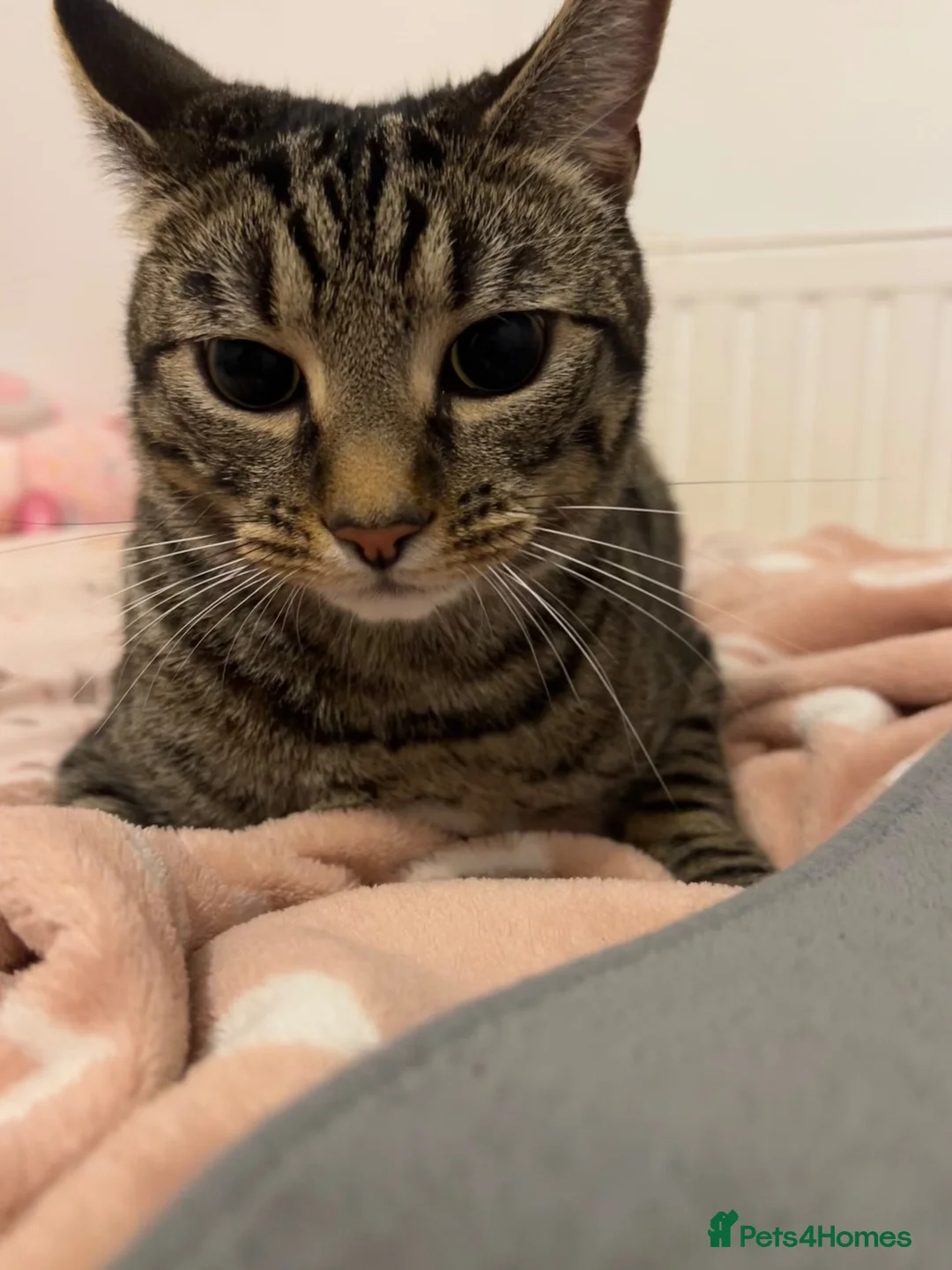 Toyger cats for sale: 3 year old domestic cat - Advert 5