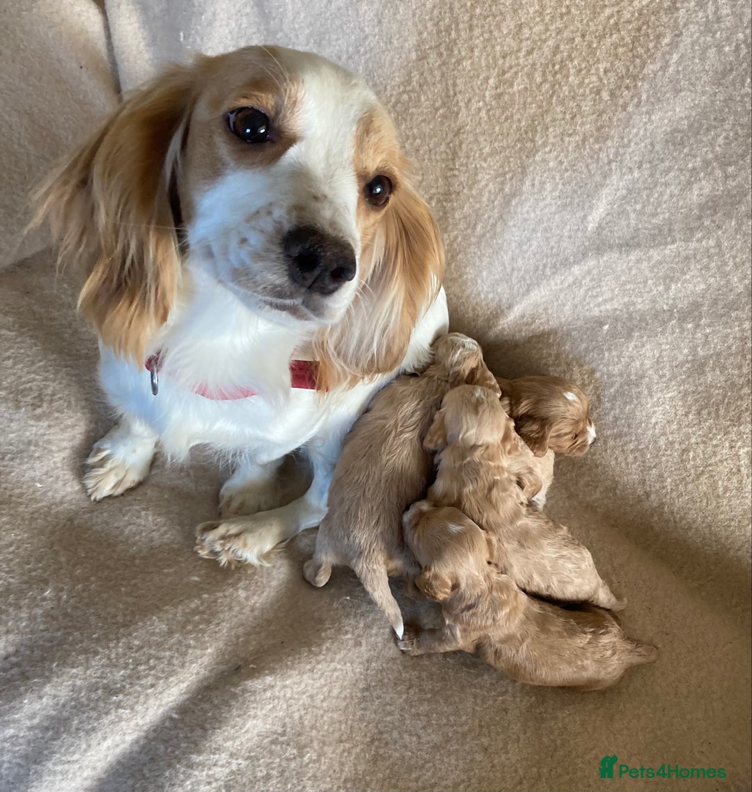 Cockapoo dogs for sale: F1 cockapoos - Advert 3