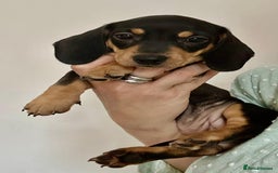 Dachshund dogs for sale: DACHSUND PUPPIES , ONE GIRL AND ONE BOY LEFT  - Image 12