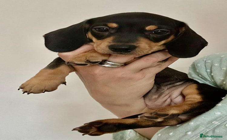 Dachshund dogs - Advert 1
