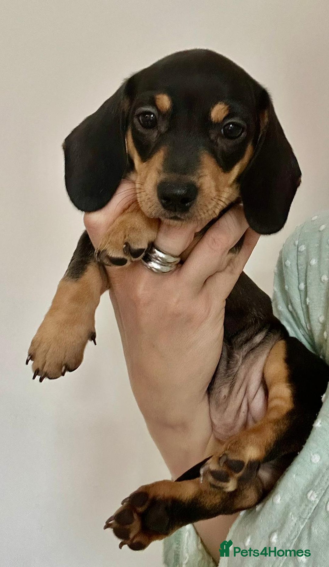 Dachshund dogs for sale: DACHSUND PUPPIES , ONE GIRL AND ONE BOY LEFT  - Image 12