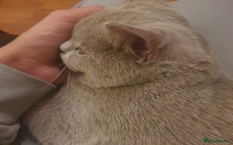 British Shorthair cats for sale: Looking for a Loving Home for 2 British Shorthairs - Image 5