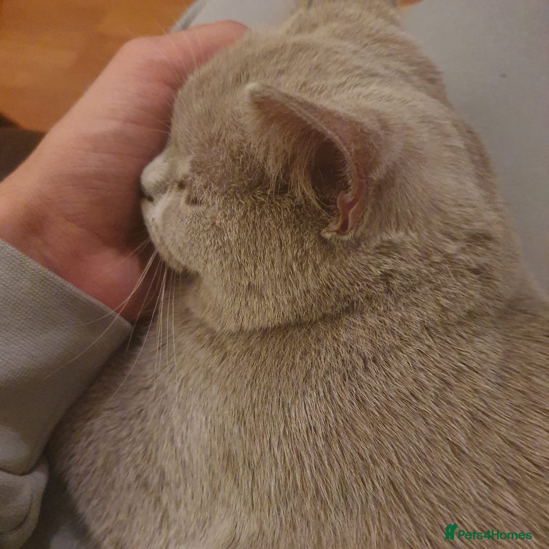 British Shorthair cats for sale: Looking for a Loving Home for 2 British Shorthairs - Image 5