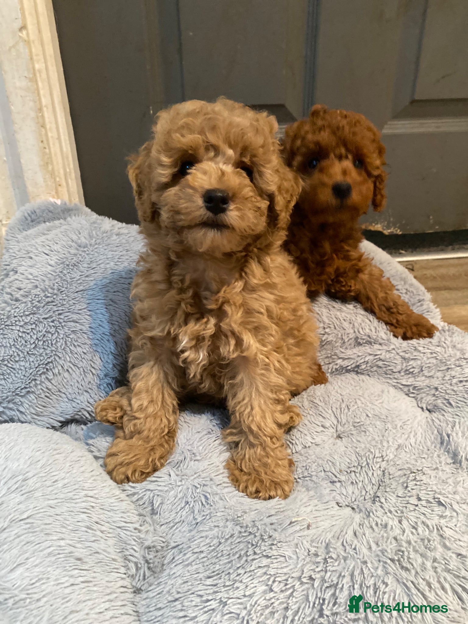 Toy Poodle dogs Toy Poodles KC Registered Boy  - Advert 2