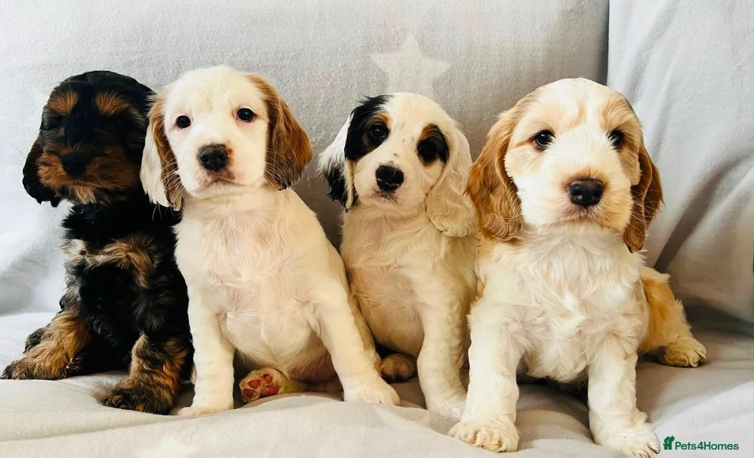 Cocker Spaniel dogs for stud: *for stud only* stunning show type cocker spaniel - Advert 4
