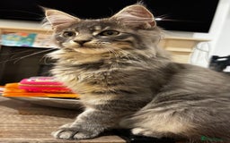 Maine Coon cats for sale: Beautiful XXL Maine Coon Boy 3 Months Old  - Advert 5