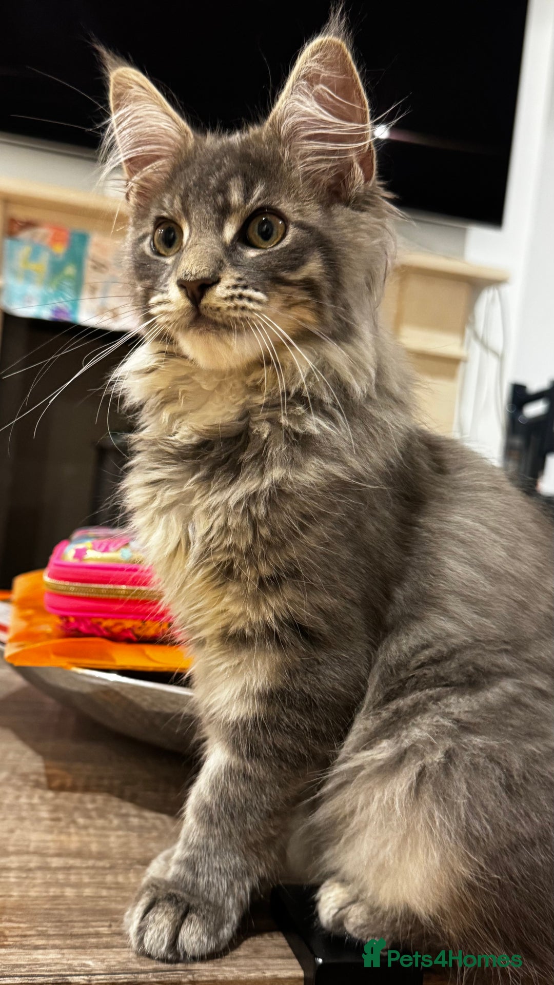 Maine Coon cats for sale: Beautiful XXL Maine Coon Boy 3 Months Old  - Advert 5