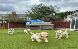 Goldador dogs for sale: Stunning litter of Goldador Puppies  - Image 12