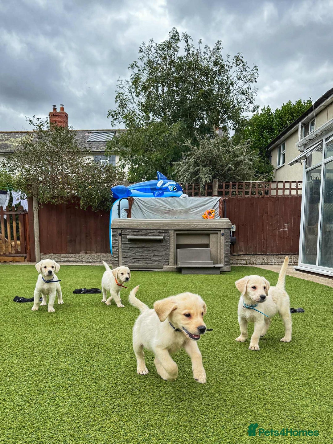 Goldador dogs for sale: Stunning litter of Goldador Puppies  - Image 12