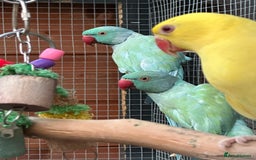 Ringnecks birds for sale: Indian Ringneck for Sale - Image 4