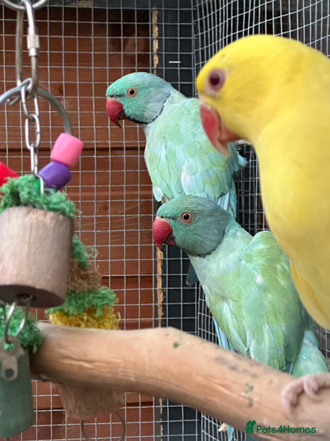 Ringnecks birds for sale: Indian Ringneck for Sale - Image 4