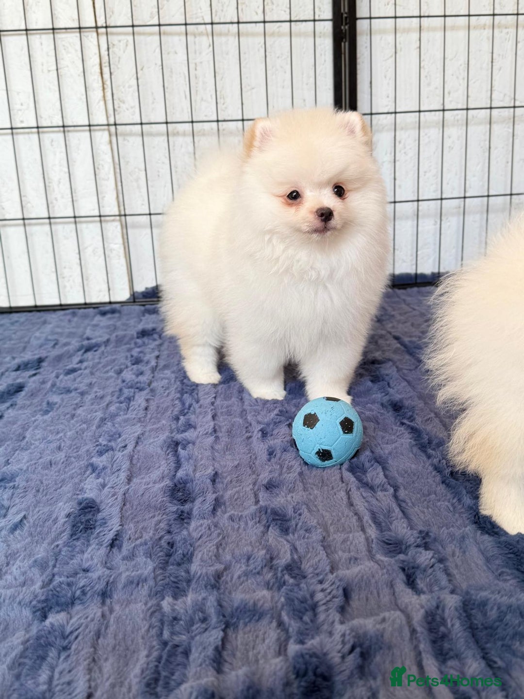 Pomeranian dogs for sale: 🐾✨ Rare White Extra Tiny Size Pomeranian Puppies  - Image 11