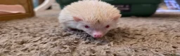 Pygmy Hedgehog rodents for sale: African Pygmy hedgehogs ready to move - Advert 12