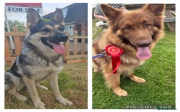 German Shepherd dogs for sale: German shepherd puppies - Image 7