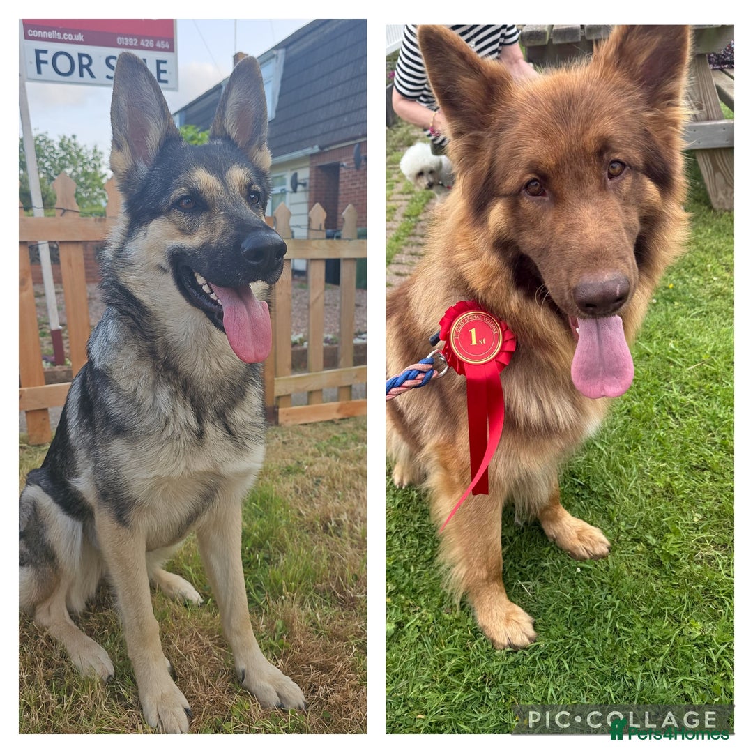 German Shepherd dogs for sale: German shepherd puppies - Image 7