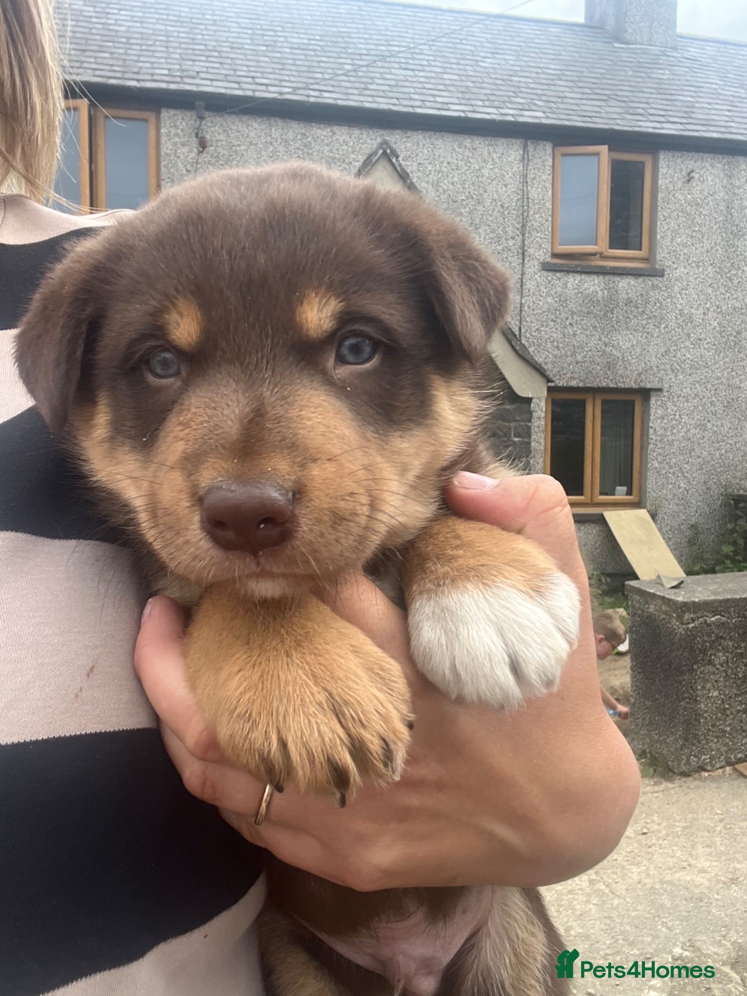 Mixed Breed dogs Border Collie puppies - Advert 1