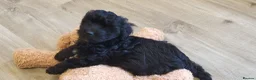 Yorkiepoo dogs for sale:  YORKIEPOOS PUPPIES  FROM LICENSED BREEDER.  - Advert 10