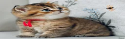 British Shorthair cats for sale: Unique  Golden kittens 🐾 - Advert 8