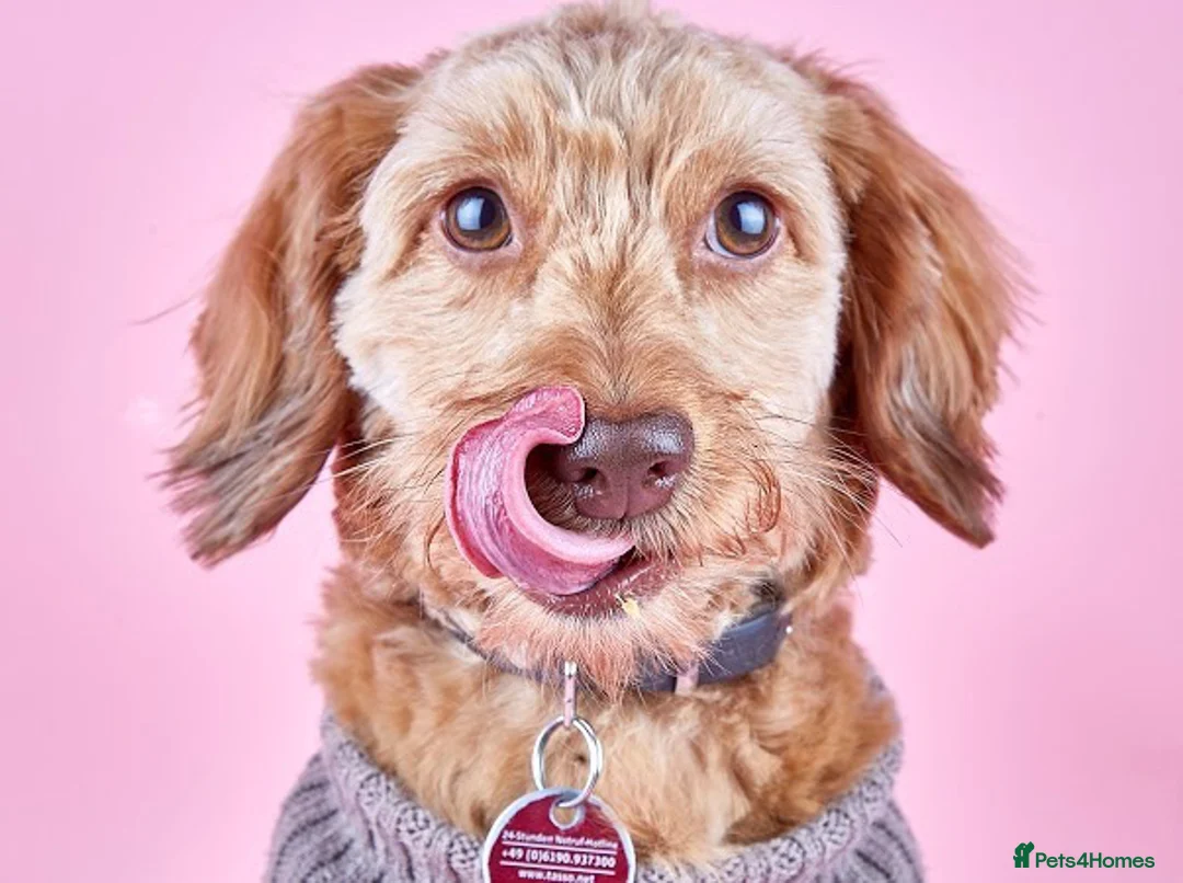 Mixed Breed dogs for stud: Gorgeous Daxiepoo Stud (Toy Poodle x Dachshund) - Advert 5