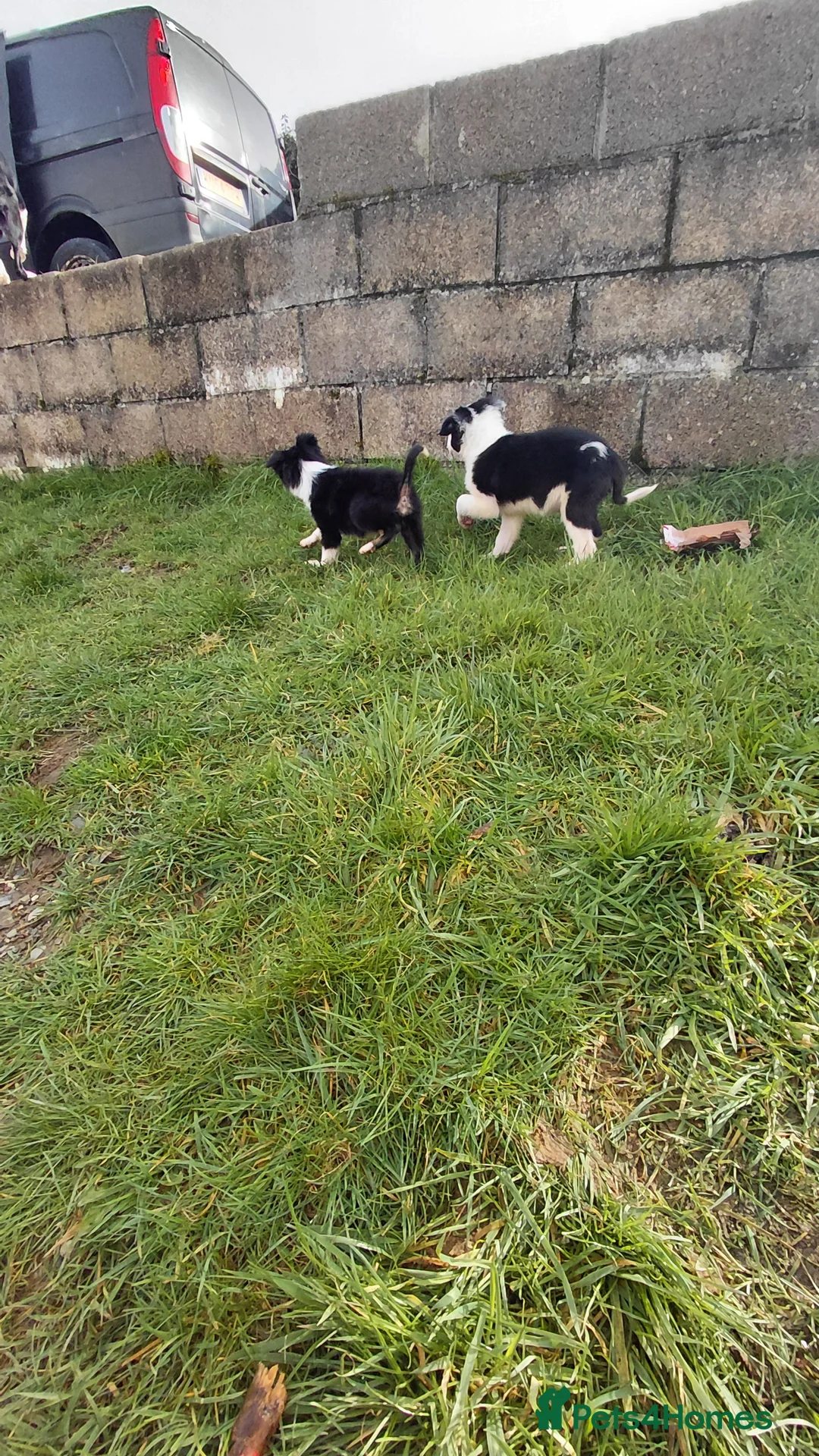 Border Collie dogs for sale: Border collie puppies tris + b/w - Advert 11