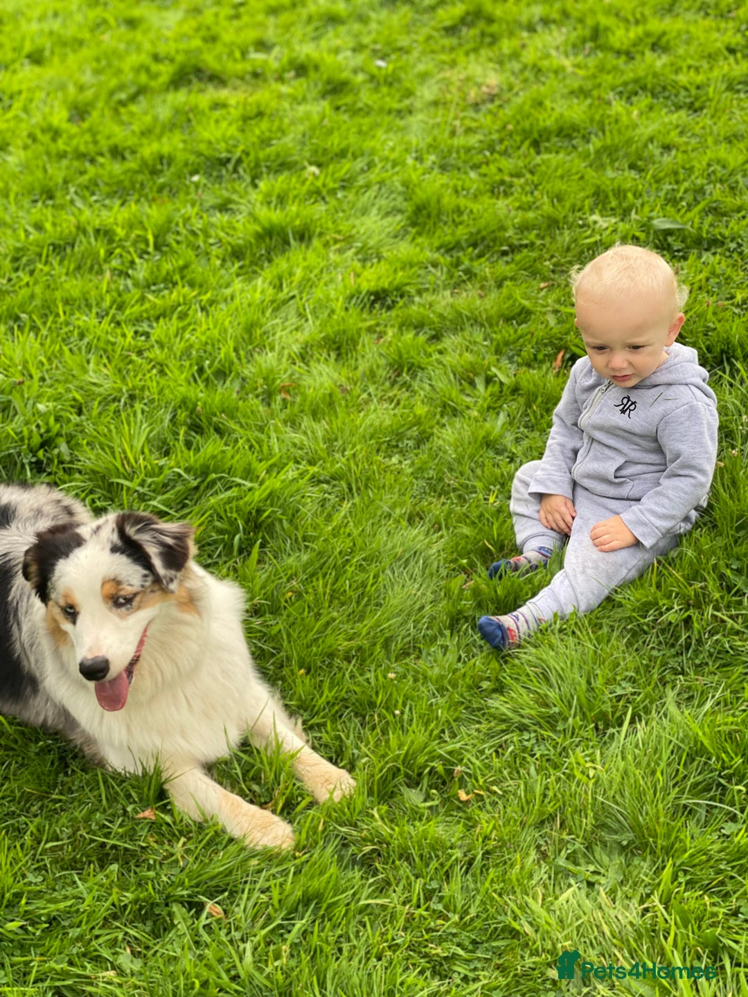 Australian Shepherd dogs for sale: Beautiful Australian Shepherd looking for new home - Image 6