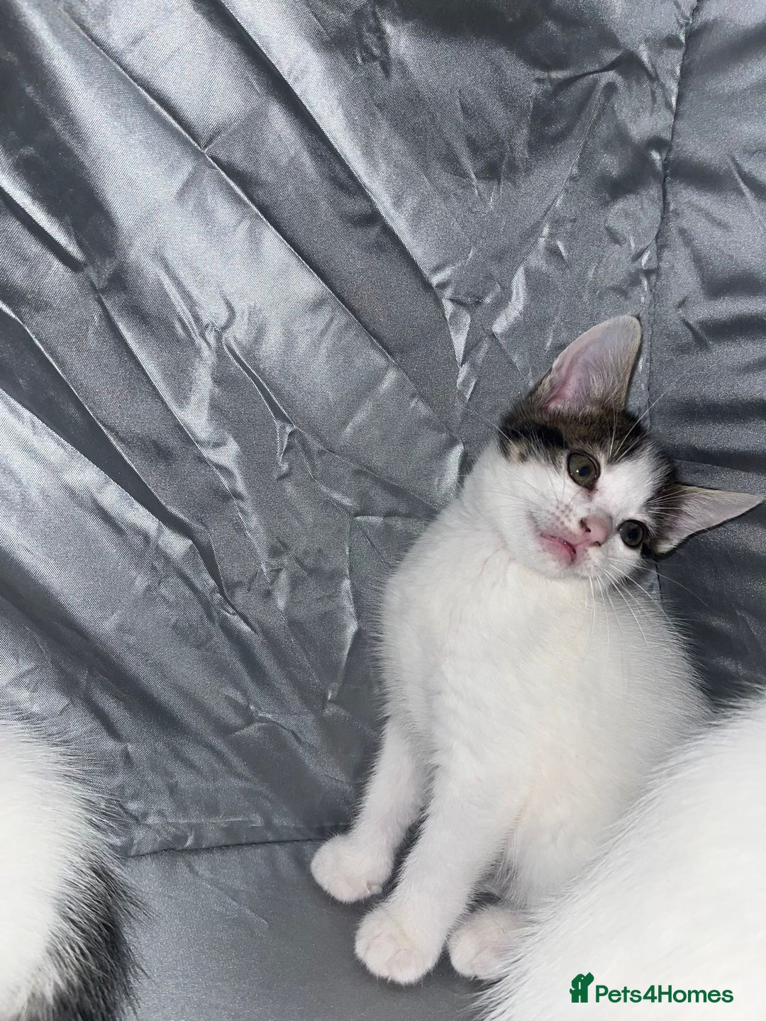 Tibetan cats for sale: Beautiful male kittens on sale - Advert 17