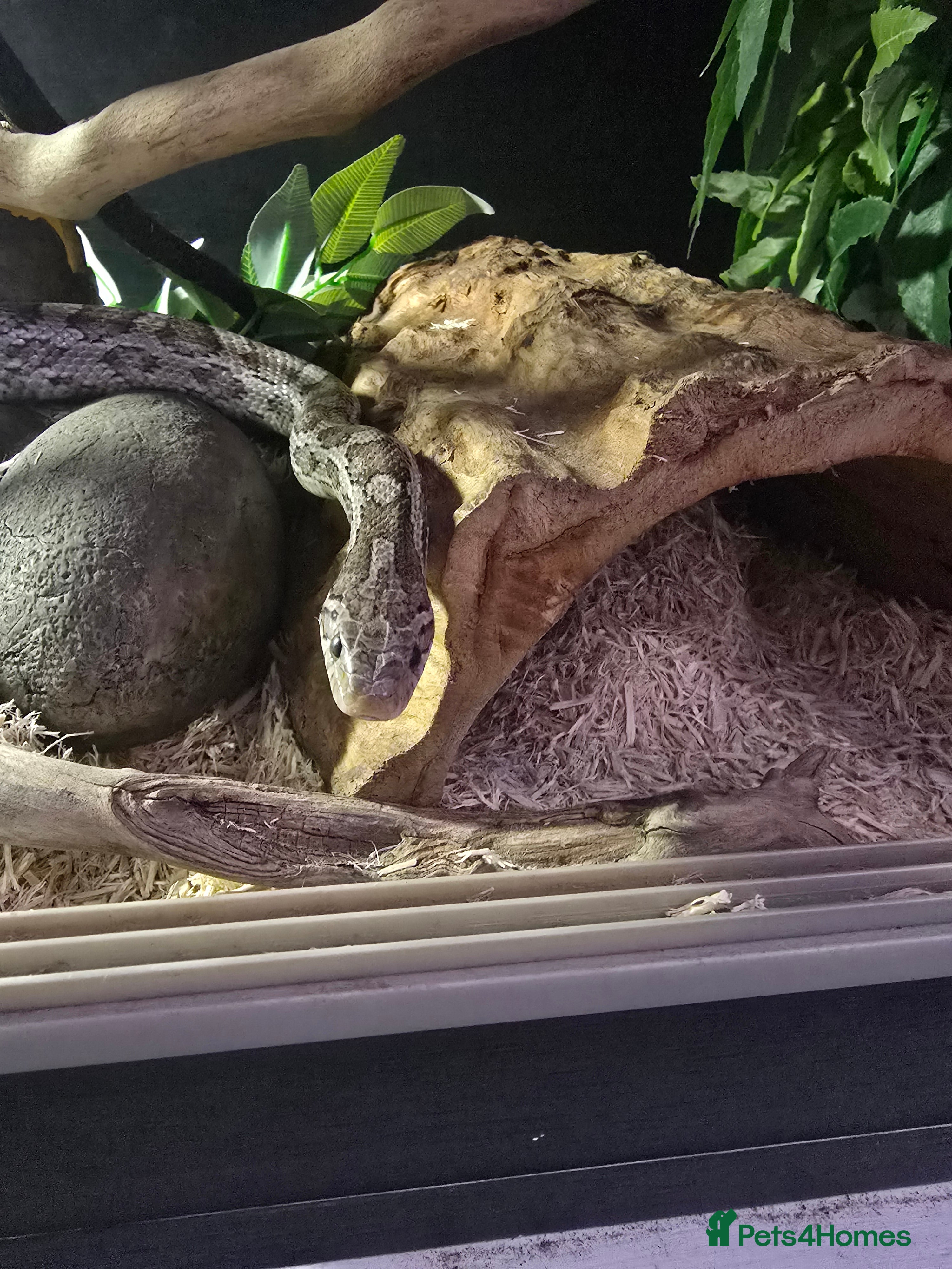 Corn Snake reptiles Corn snake - Advert 1