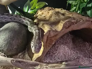 Corn Snake reptiles Corn snake - Advert 3