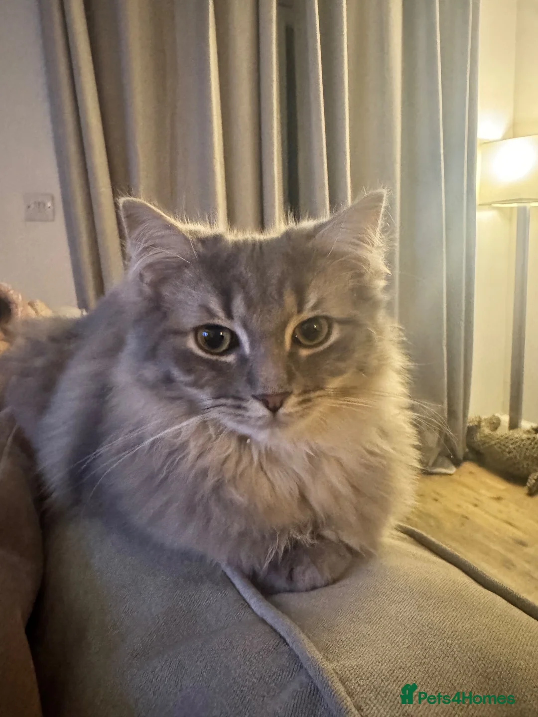 Ragdoll cats for sale: Gorgeous Intact Ragdoll Cross - Advert 2