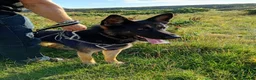 German Shepherd dogs for sale: German shepherd dog - Advert 2