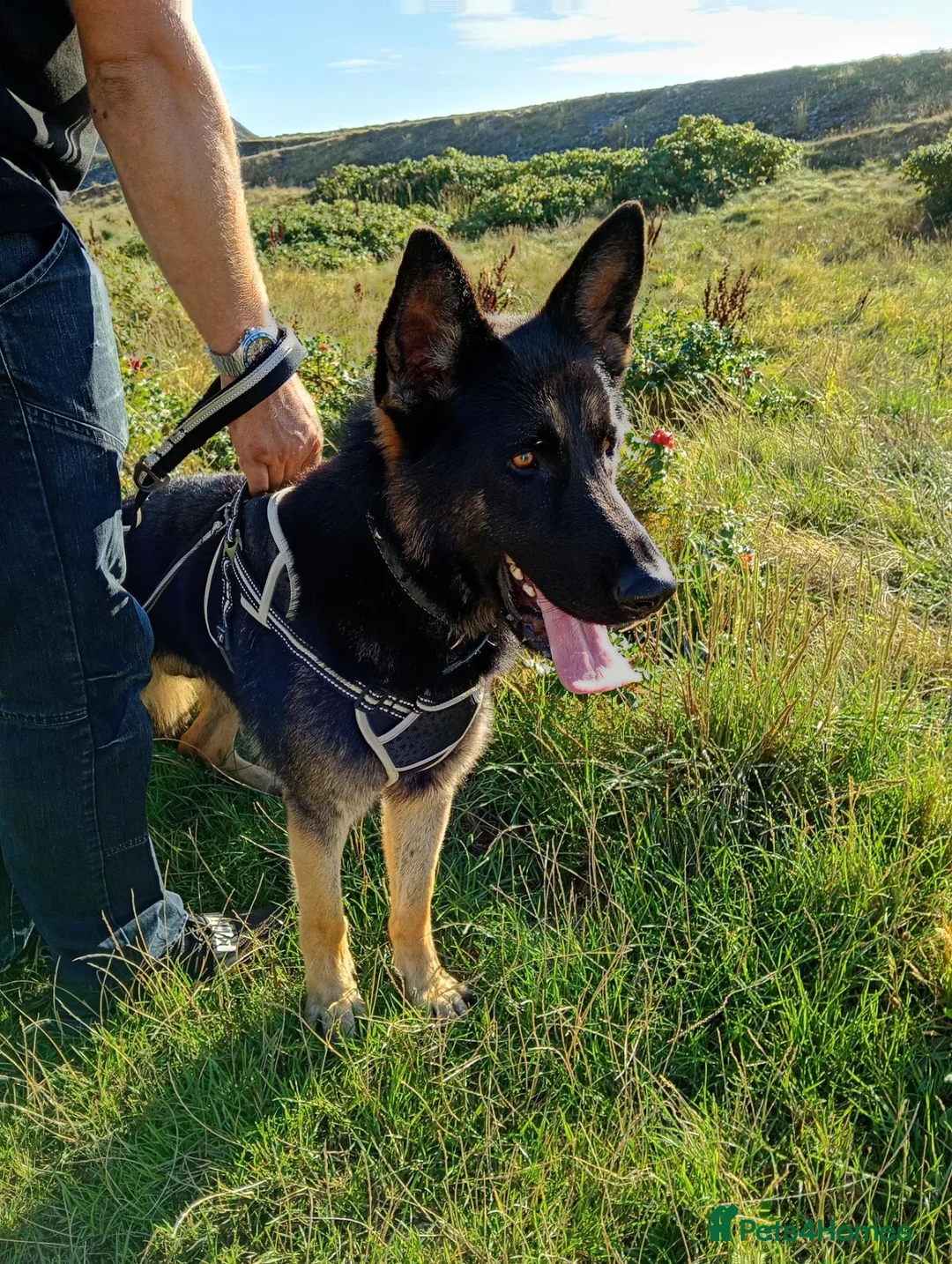 German Shepherd dogs for sale: German shepherd dog - Advert 2