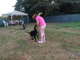 Mixed Breed dogs Meet SHEAMUS - a handsome boy for a confident Home - Advert 6