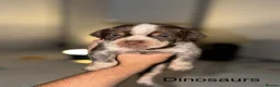 Mixed Breed dogs for sale: Bull pei x  - Advert 11