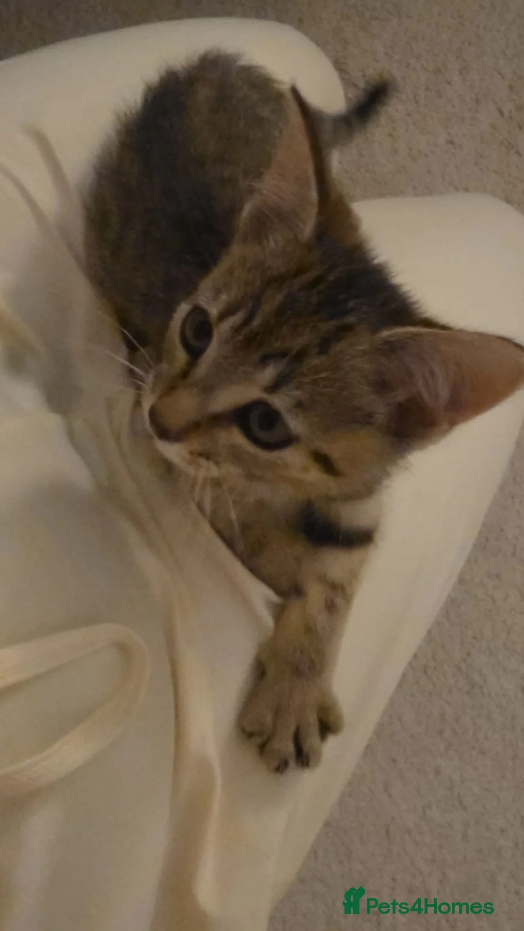 Mixed Breed cats for sale: Gorgoeus male tabby - Advert 8