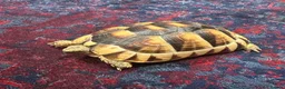Tortoise reptiles for sale: Marginated Tortoise with full setup  - Advert 2