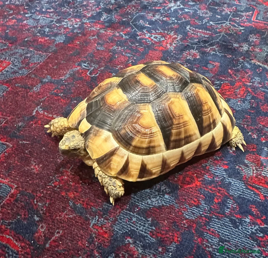 Tortoise reptiles for sale: Marginated Tortoise with full setup  - Advert 2