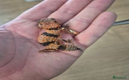 Gecko reptiles for sale: Knob tail geckos - Image 3