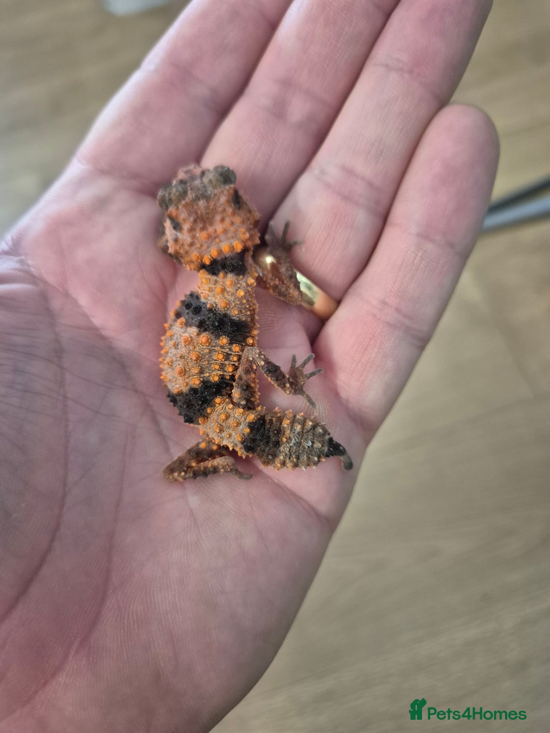 Gecko reptiles for sale: Knob tail geckos - Image 3