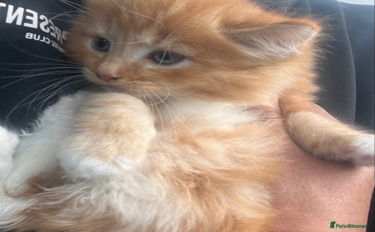 Mixed Breed cats Stunning Ginger Maine coon  kittens ready now - Advert 7