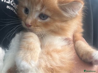 Mixed Breed cats Stunning Ginger Maine coon kittens ready now - Advert 5