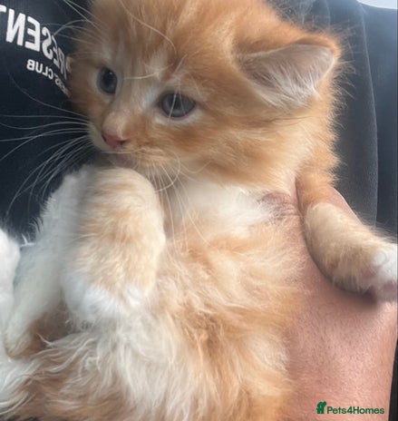 Mixed Breed cats Stunning Ginger Maine coon kittens ready now - Advert 7