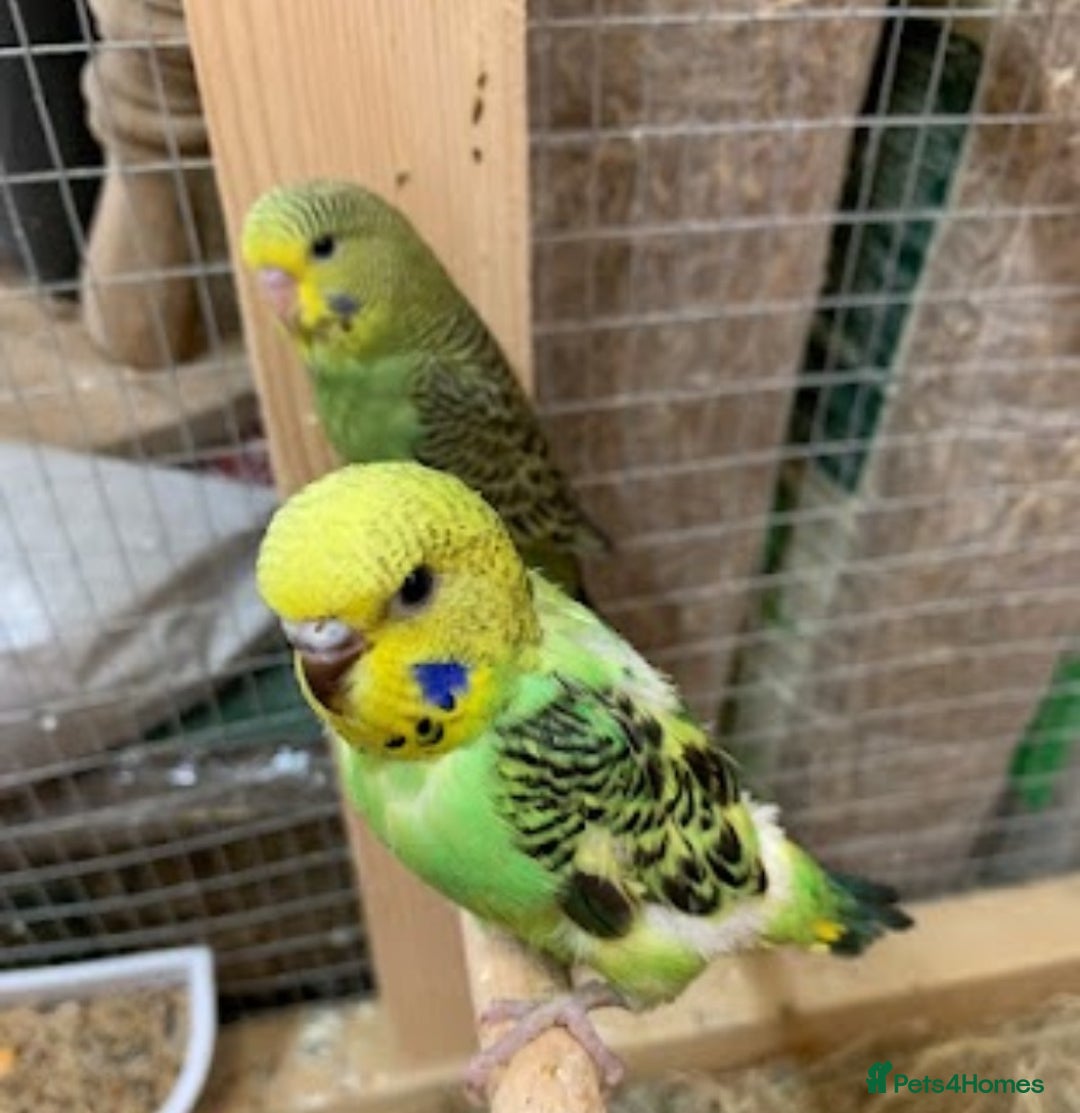 Budgerigars birds for sale: Baby budgies 8 weeks  - Image 5